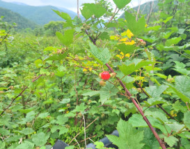 산딸기 수확