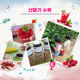 산딸기 수확