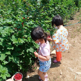산딸기 수확
